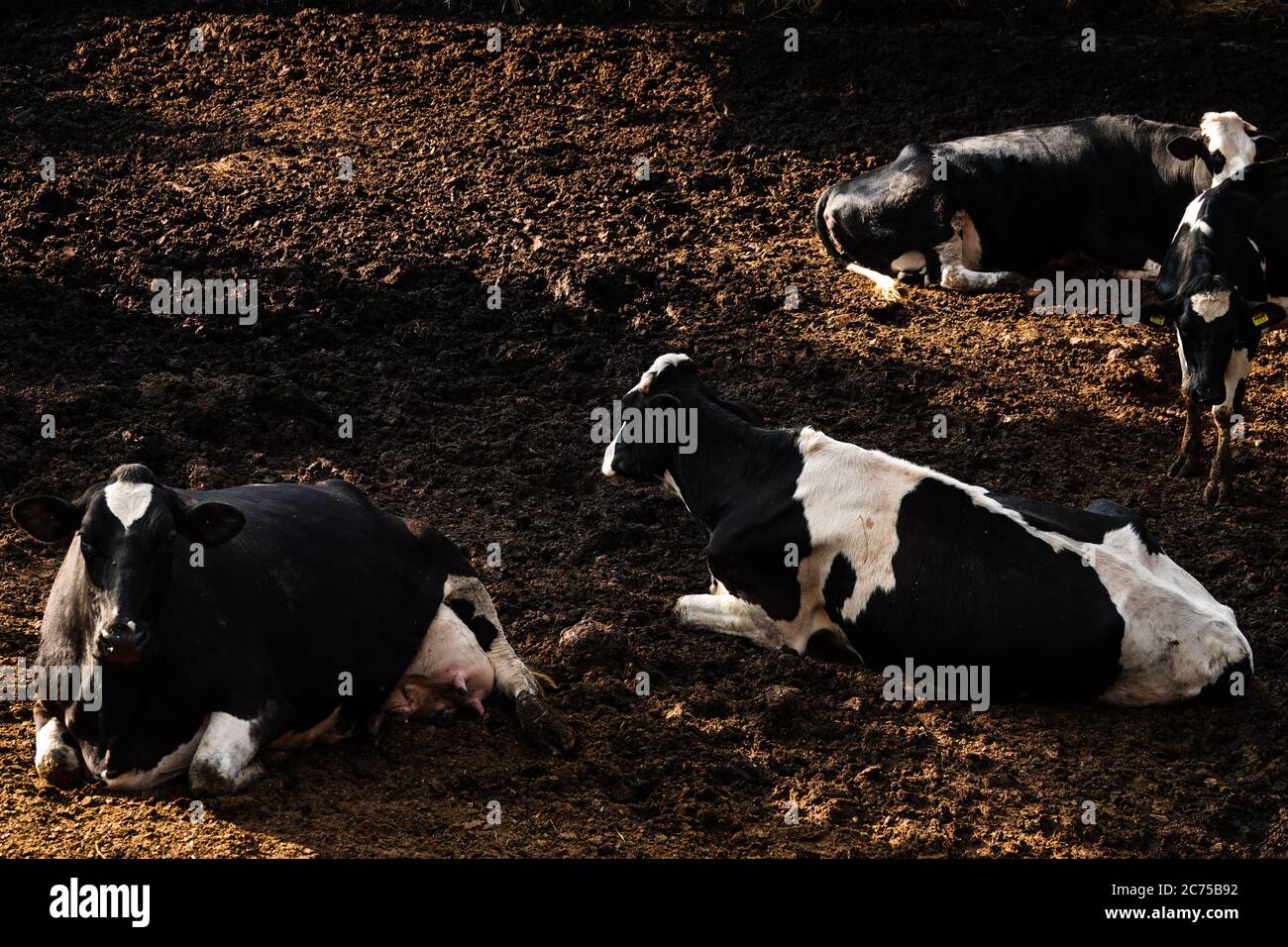 Les vaches laitières allongé sur le sol se reposer sur une ferme Banque D'Images