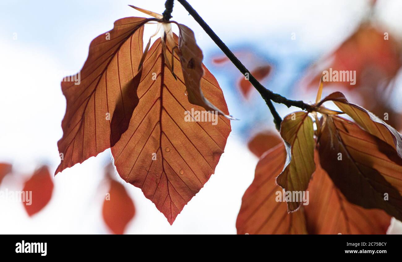 Feuilles rouges sur un hêtre cuivre dans un jardin, Chipping, Preston, Lancashire, Royaume-Uni Banque D'Images