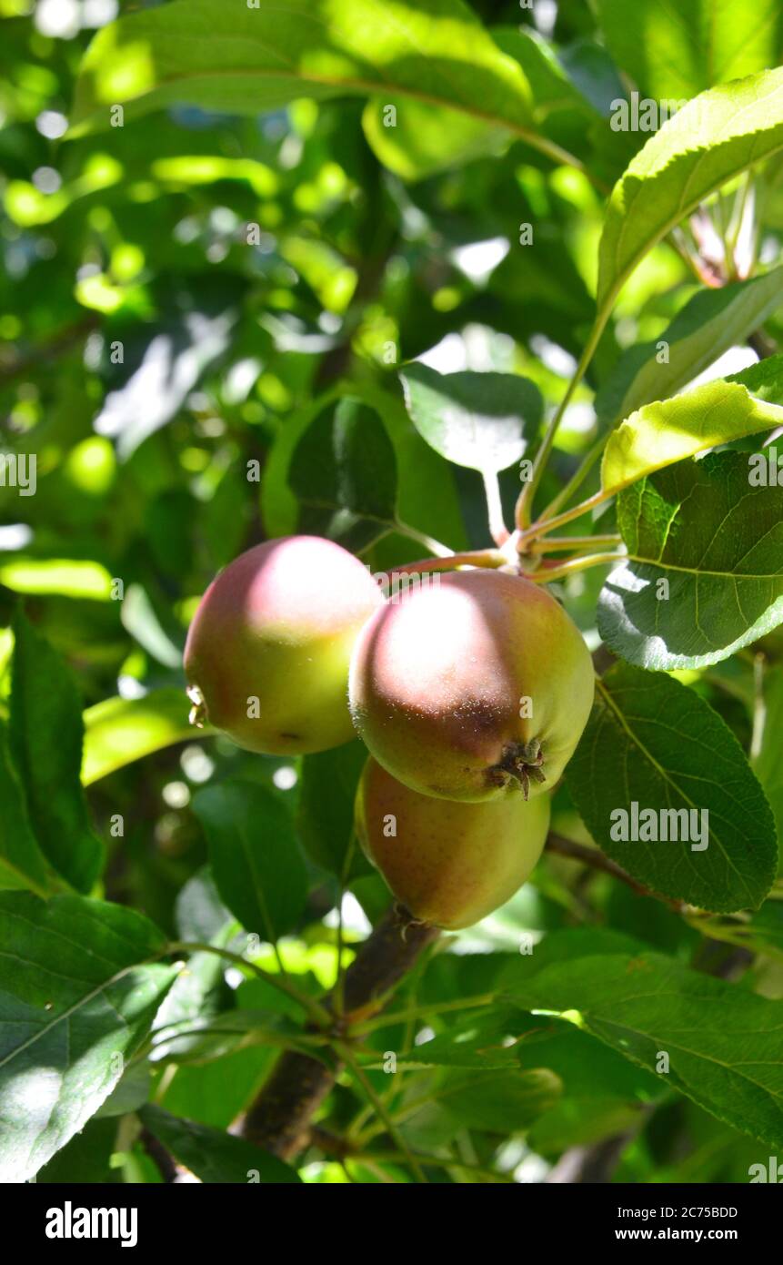 Pomme dans le verger. Une pomme est un fruit comestible produit par un pommier (Malus domestica). Banque D'Images