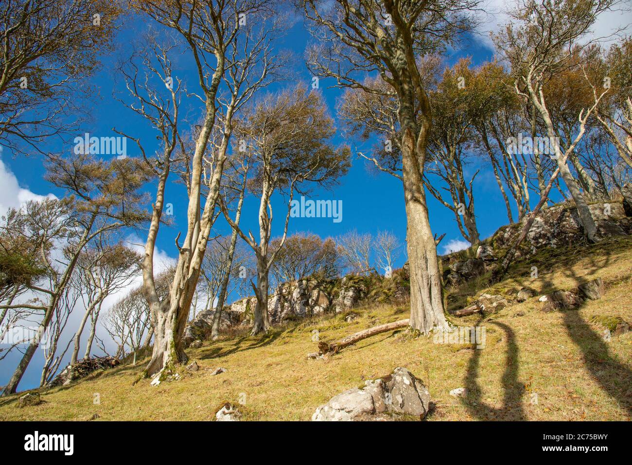 Woodland, Calgary Bay, Calgary, hameau de la côte nord-ouest de l'île de Mull, Argyll et Bute, Écosse, Royaume-Uni. Banque D'Images