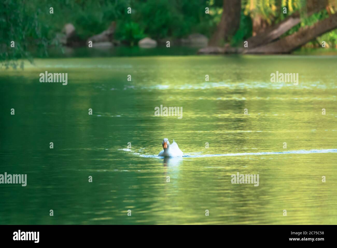 Magnifique paysage naturel en été avec des arbres verts autour du lac et un joli canard sauvage. Banque D'Images