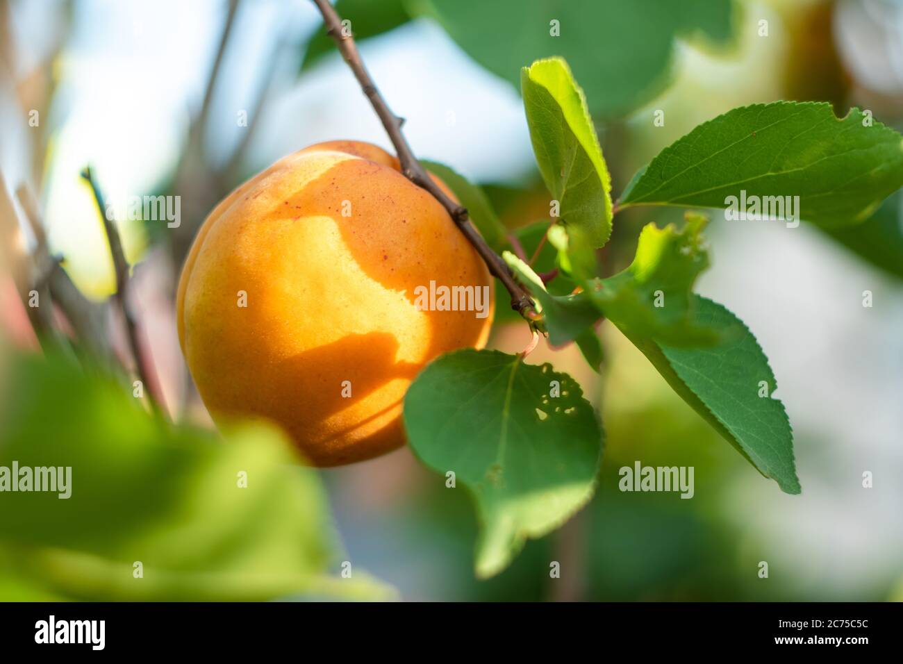Un abricot jaune unique sur une branche d'un arbre fruitier en été. Mise au point sélective. Concept de jardinage. Fond d'écran nature. Prune arménienne Banque D'Images