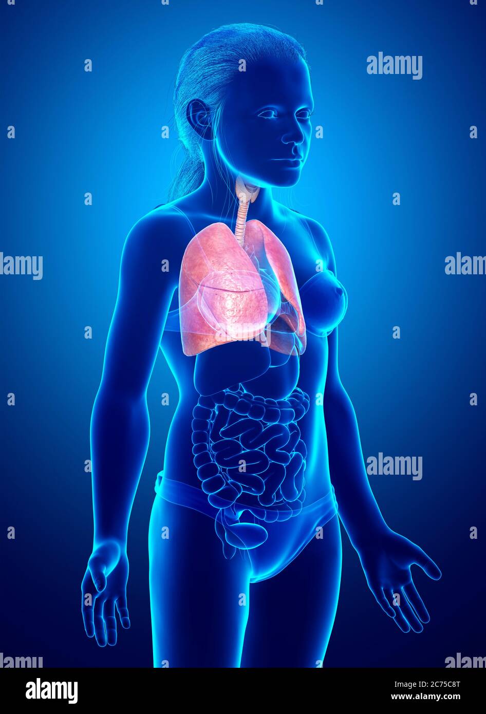 illustration médicale précise d'une anatomie pulmonaire de jeune fille rendue en 3d Banque D'Images