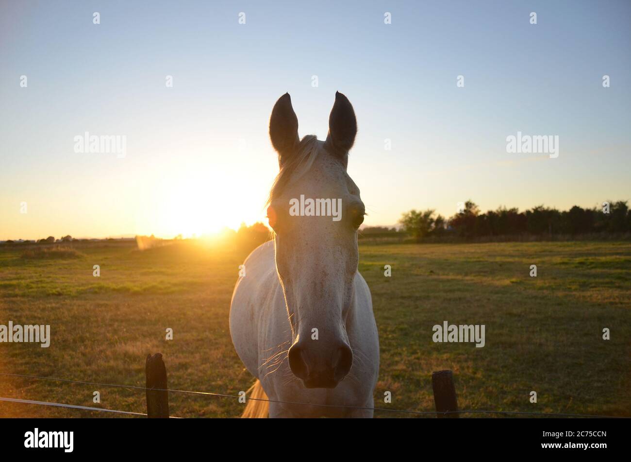 Cheval local à la ferme, Nouvelle-Zélande. Banque D'Images