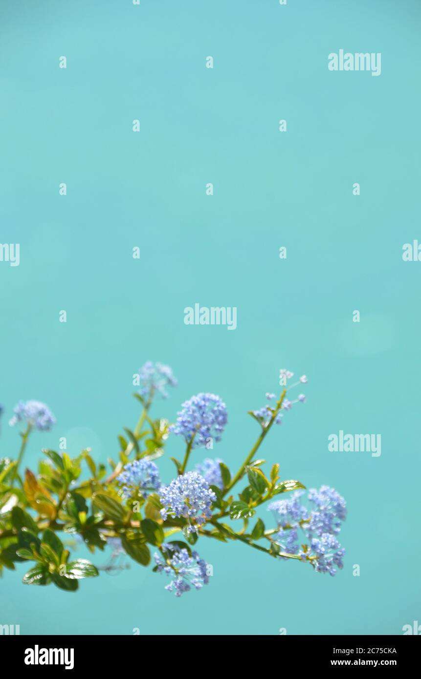 Belle fleur bleue violette avec eau turquoise du lac tekapo comme fond. Banque D'Images