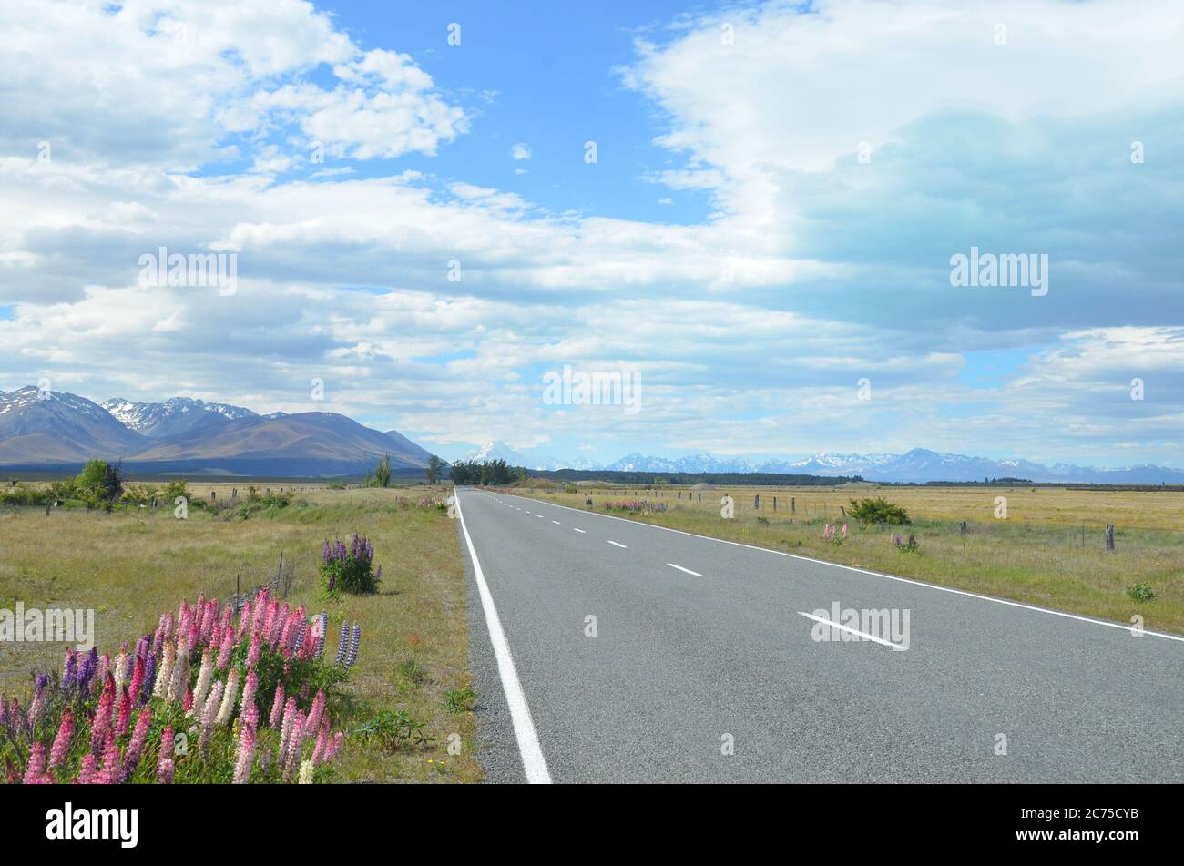 Les lupins fleurissent autour de la Nouvelle-zélande pendant l'été. Banque D'Images