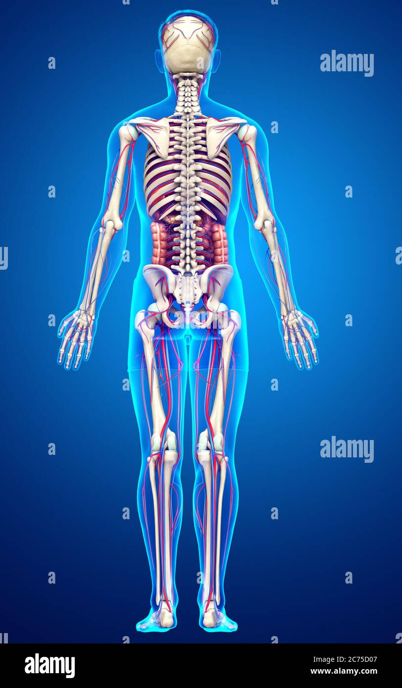 3d a rendu une illustration médicale précise des organes internes, du squelette et du système circulatoire de l'homme Banque D'Images