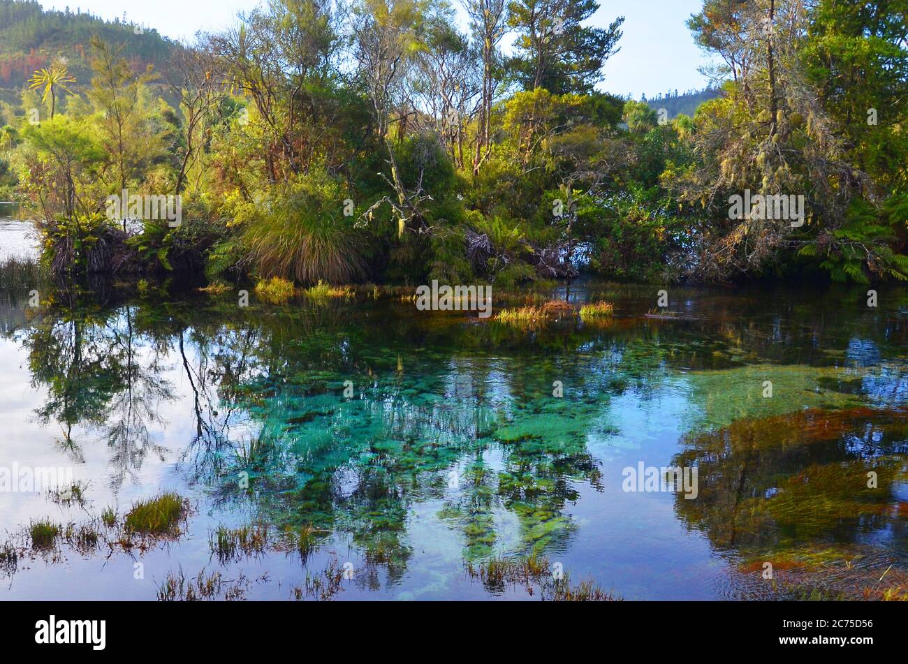 Le Pupu Spring (sources te Waikoropupu) de Golden Bay abrite les eaux de source les plus claires du monde. Banque D'Images