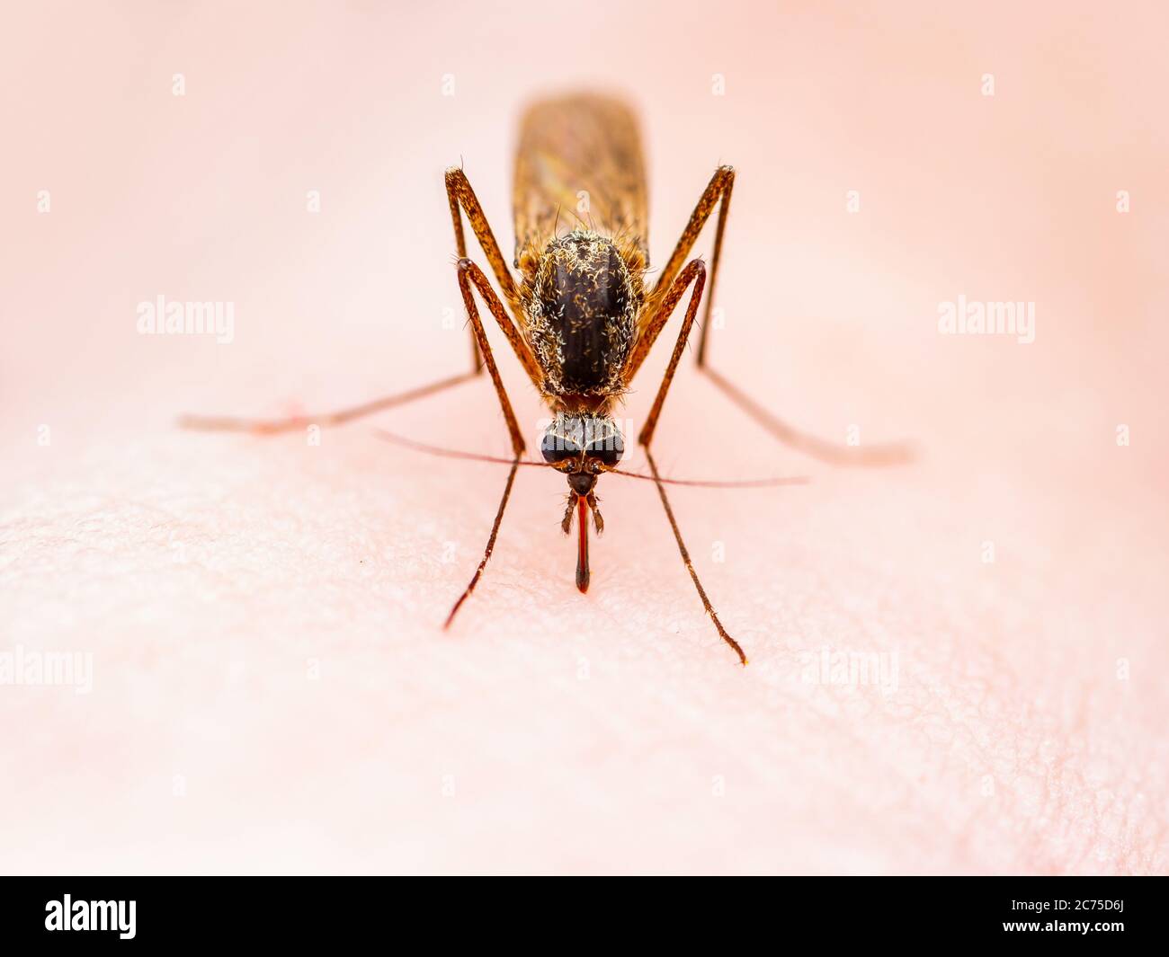 L'encéphalite, la maladie de la fièvre jaune, le paludisme ou Zika virus a infecté de moustiques Culex Molestus insectes parasites Macro sur la peau Banque D'Images