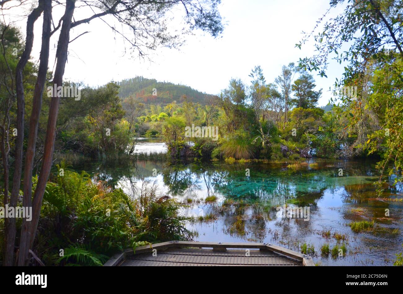 Le Pupu Spring (sources te Waikoropupu) de Golden Bay abrite les eaux de source les plus claires du monde. Banque D'Images