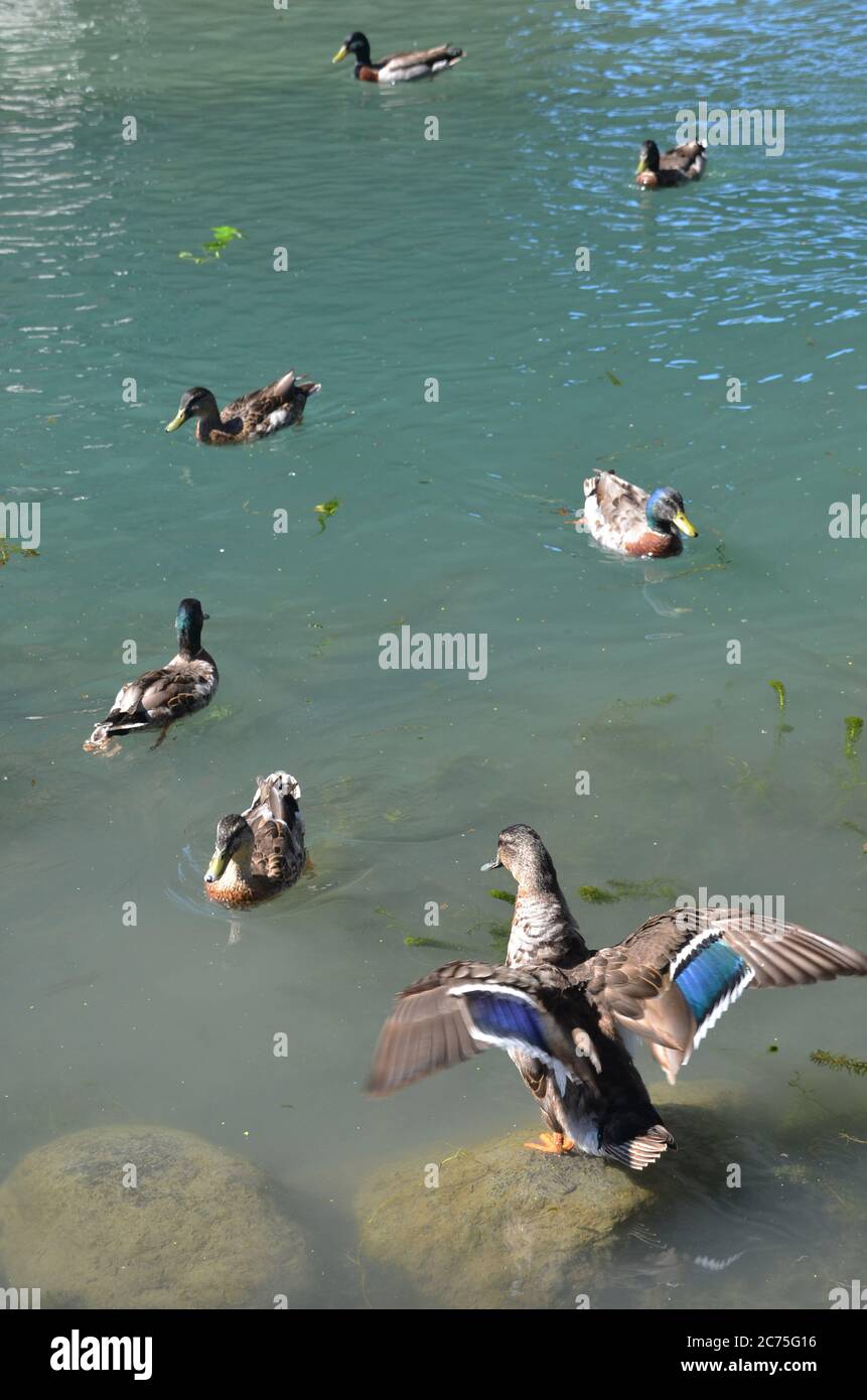 Mandarin Ducks nageant et jouant autour de l'étang. Banque D'Images