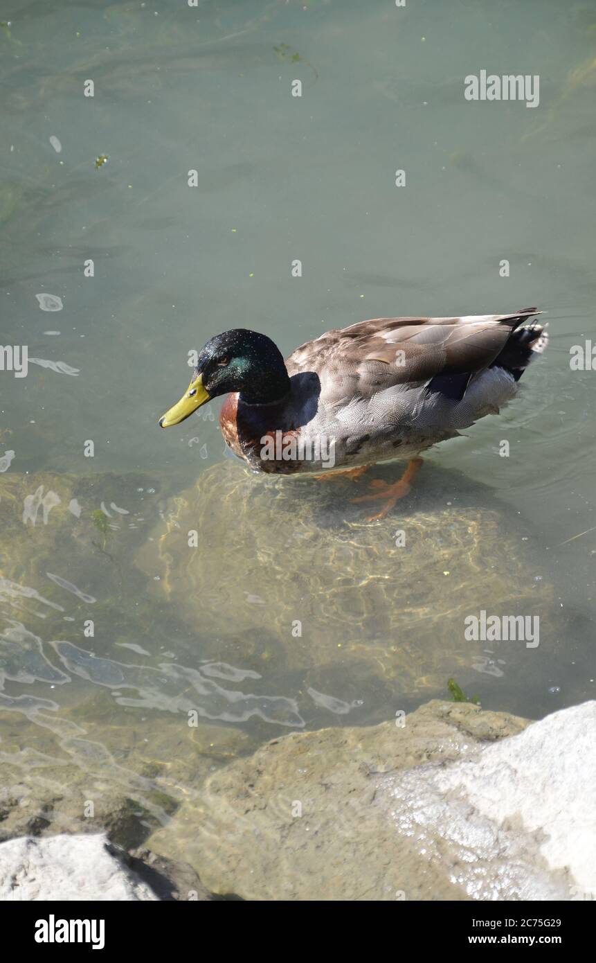 Mandarin Ducks nageant et jouant autour de l'étang. Banque D'Images
