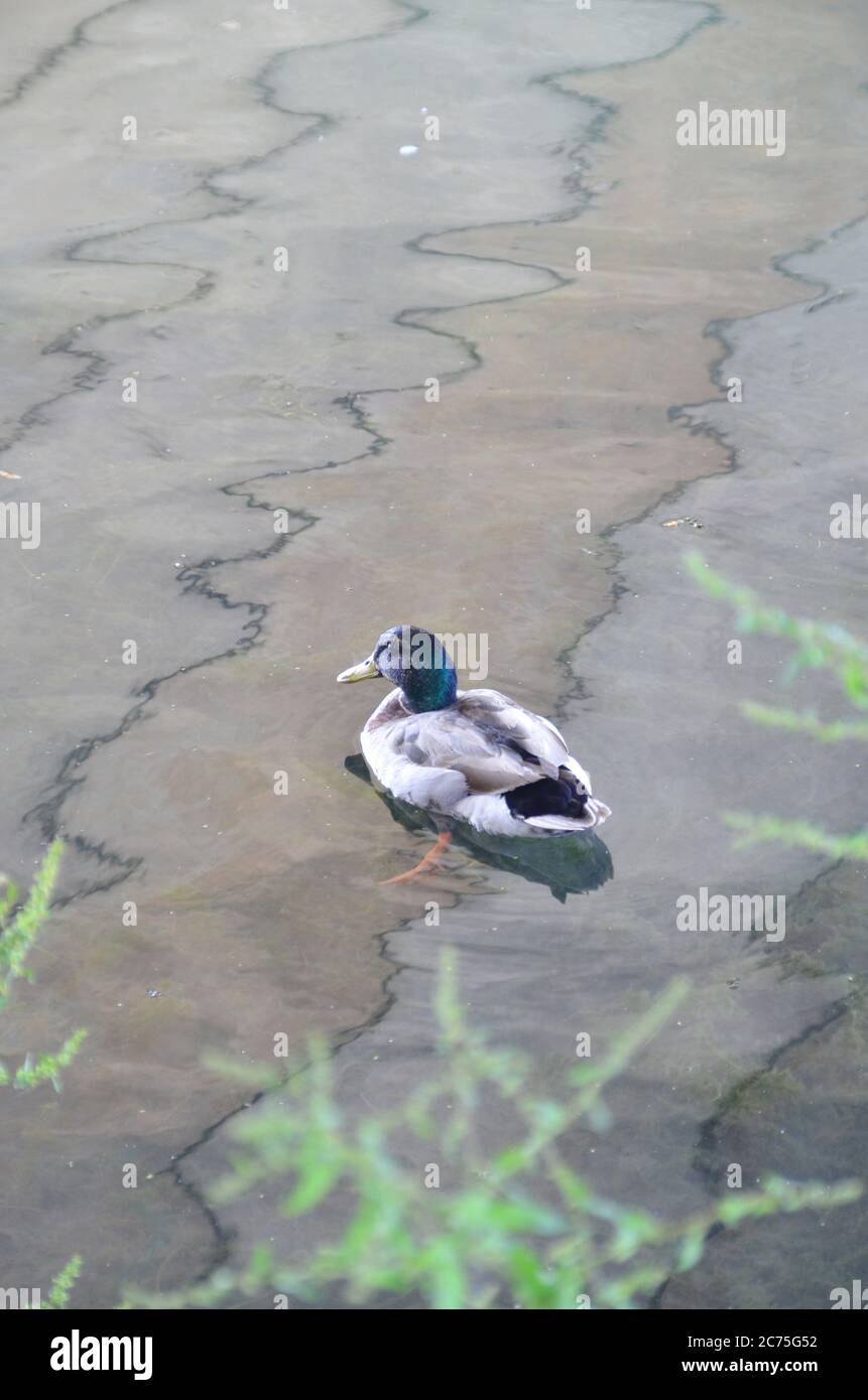 Mandarin Ducks nageant et jouant autour de l'étang. Banque D'Images