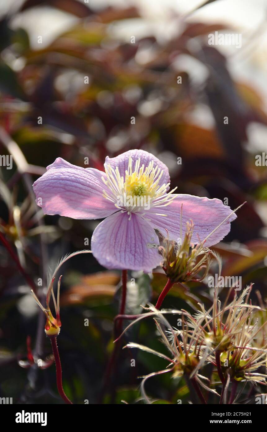 Violet passion Fleur Passiflora edulis Frederick. Banque D'Images