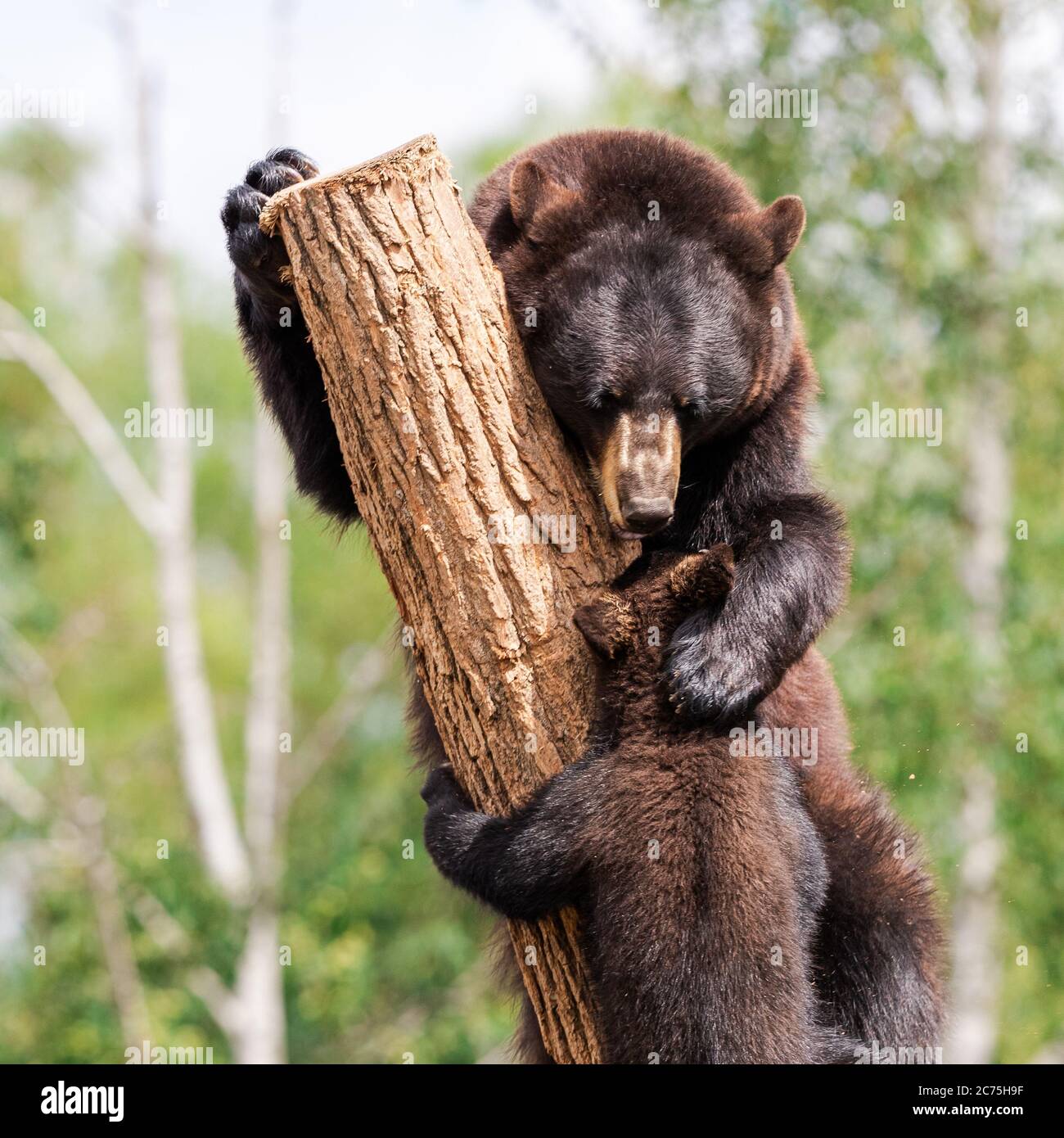 Bebe Ours Noir Jouant Dans L Arbre Photo Stock Alamy