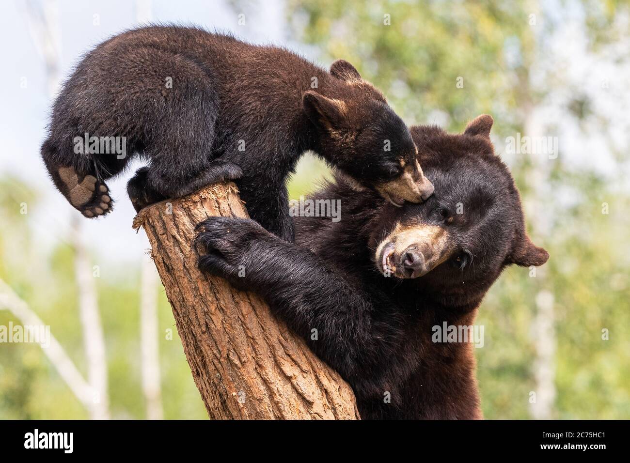 Bebe Ours Noir Jouant Dans L Arbre Photo Stock Alamy