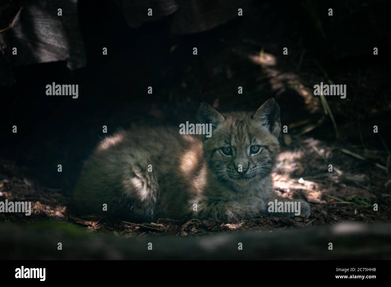 Bébé Lynx dans la forêt Banque D'Images