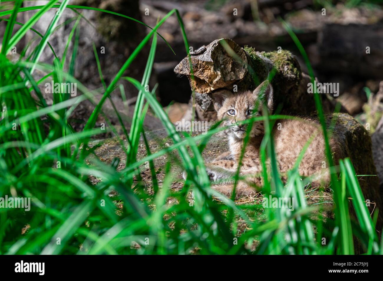 Bébé Lynx dans la forêt Banque D'Images