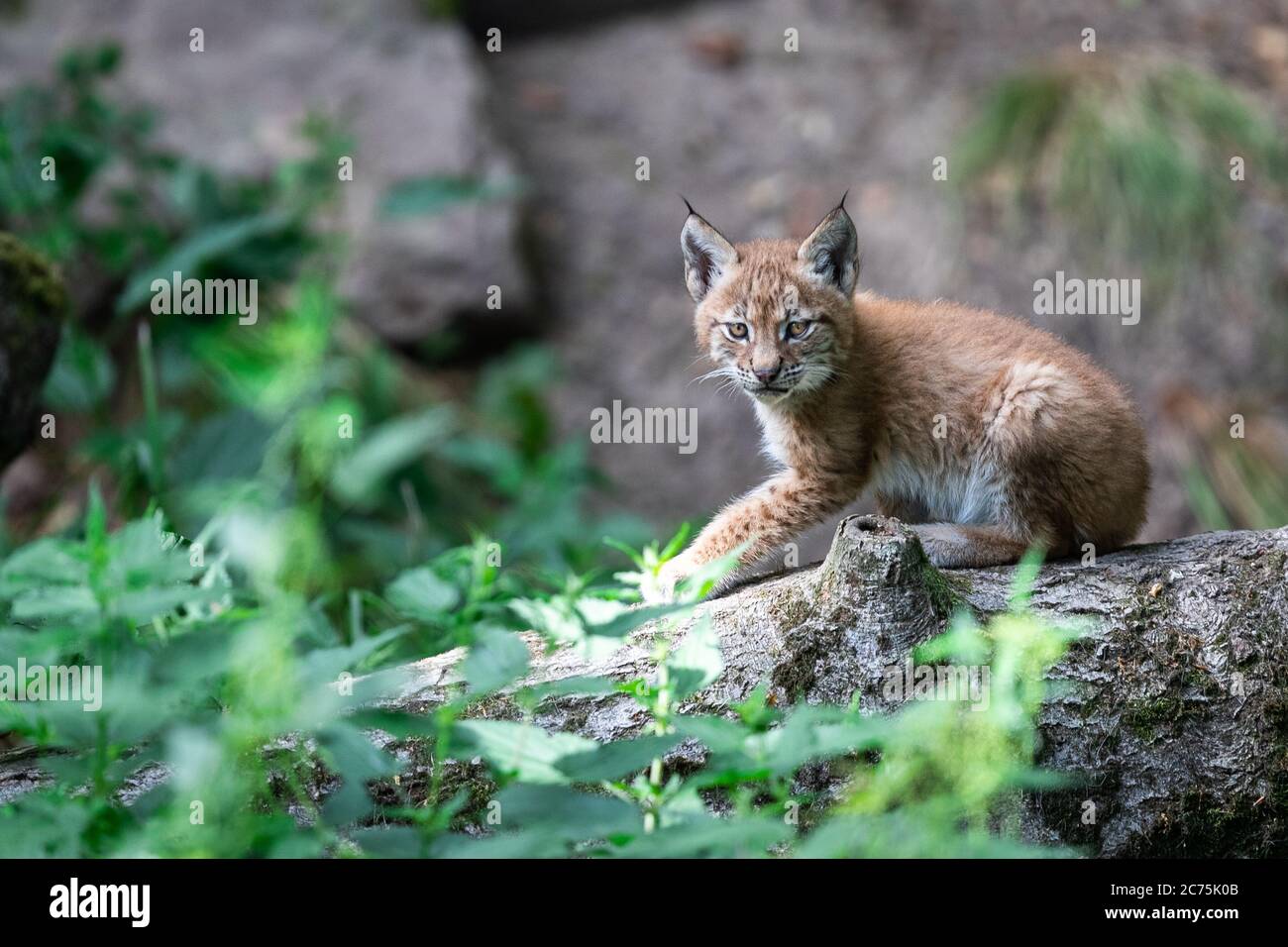 Bébé Lynx dans la forêt Banque D'Images