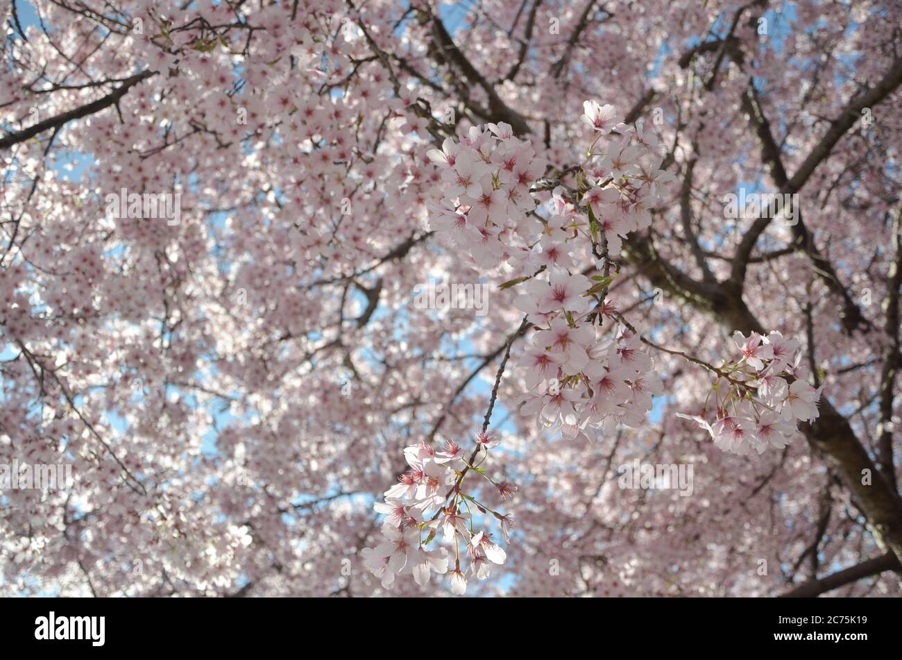 Cerisier Blossom le printemps de septembre à l'île du sud de la Nouvelle-Zélande. Banque D'Images