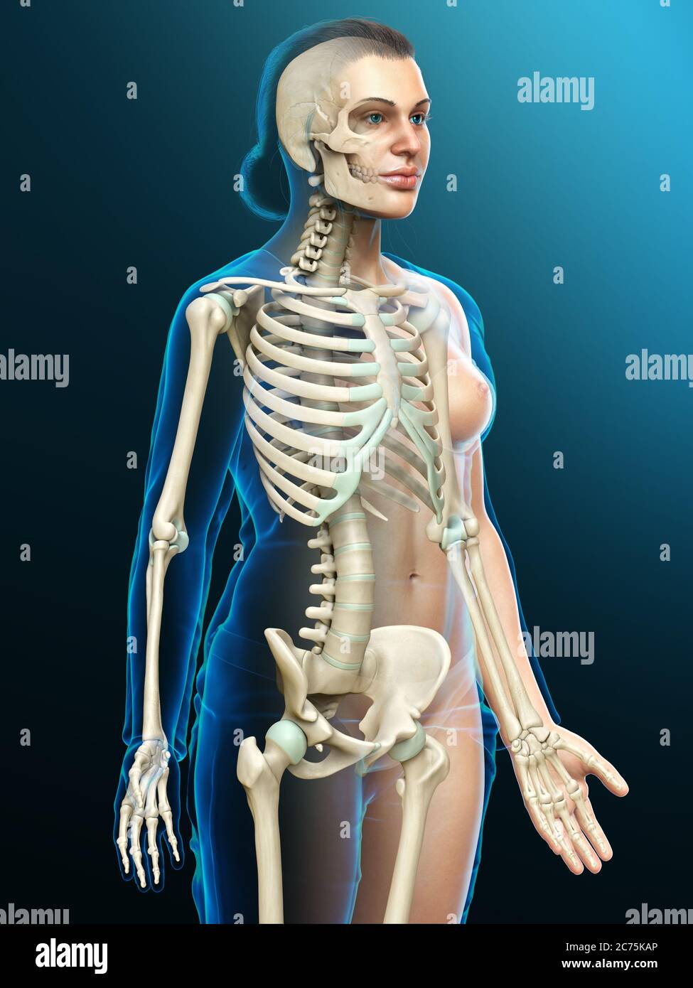 illustration médicale précise d'un système de squelette femelle rendue en 3d Banque D'Images