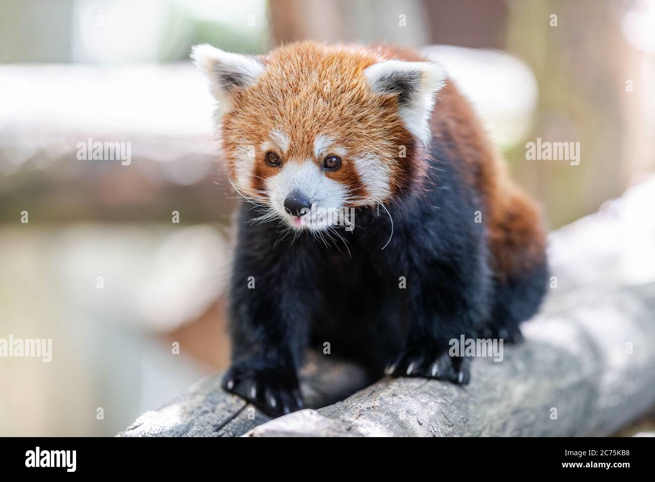 Panda Vector Banque D Image Et Photos Page 5 Alamy