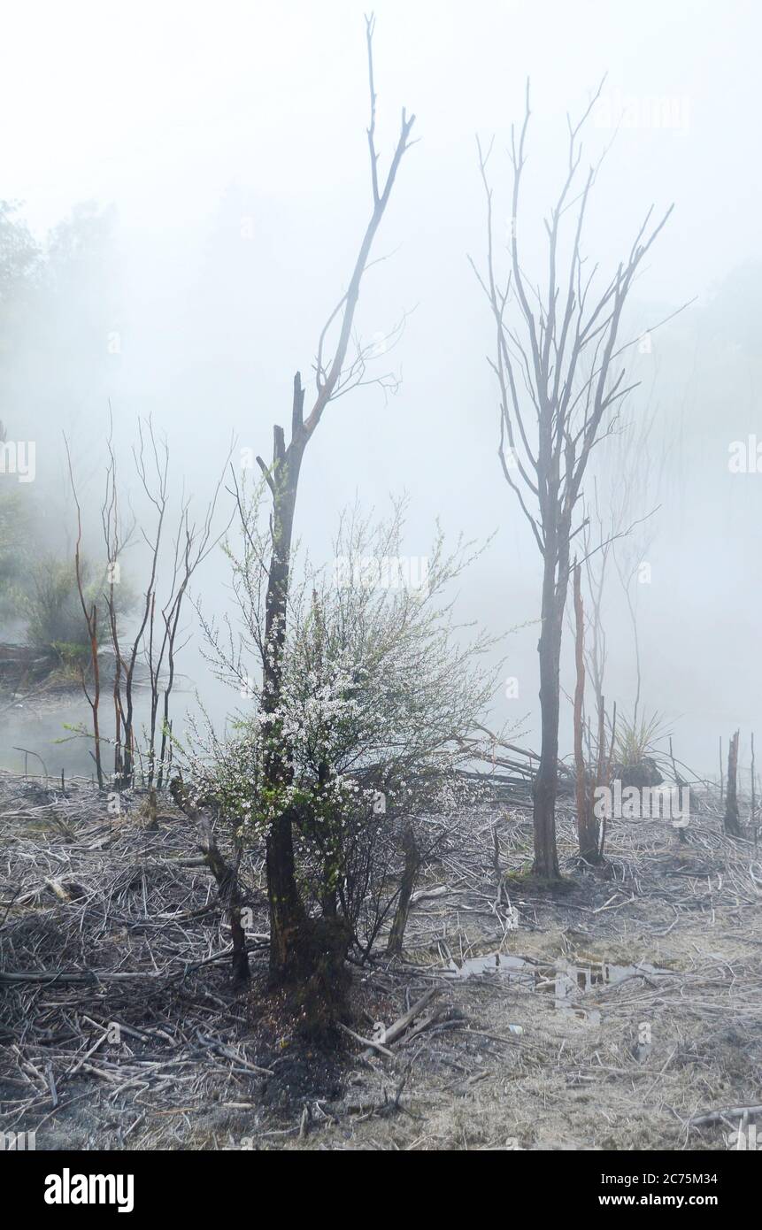 Rotorua, une ville située sur son lac de nom sur l'île du Nord de la Nouvelle-Zélande, est réputée pour son activité géothermique et sa culture maorie. Banque D'Images