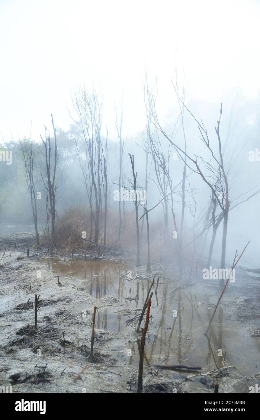 Rotorua, une ville située sur son lac de nom sur l'île du Nord de la Nouvelle-Zélande, est réputée pour son activité géothermique et sa culture maorie. Banque D'Images