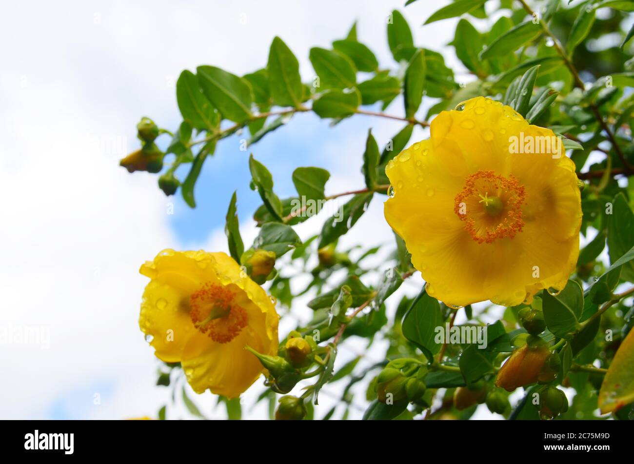 Fleur jaune millepertuis (Hypericum kalmianum ‘Gemo’) pendant l’été. Banque D'Images