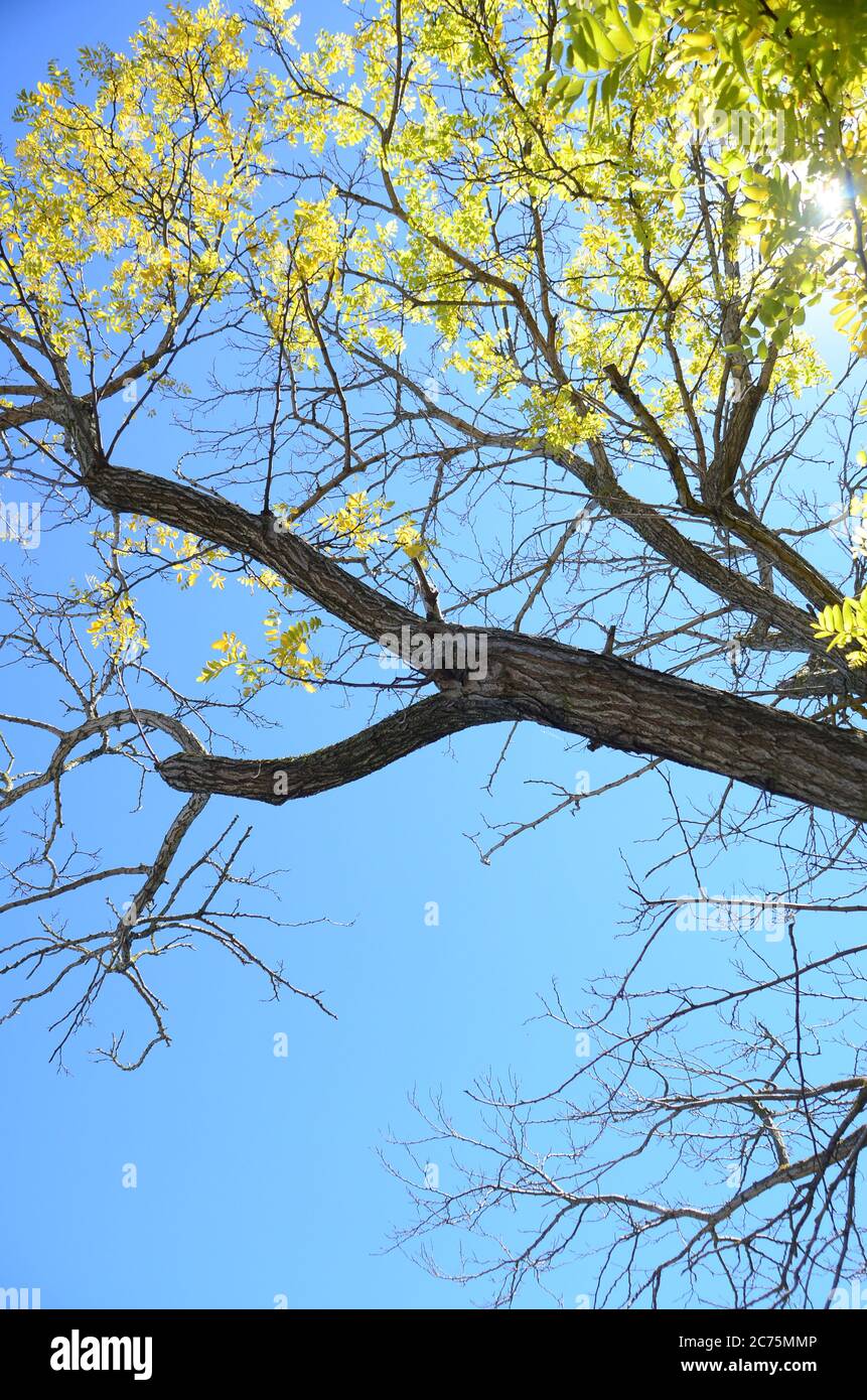 Une matinée ensoleillée avec des repas légers et des rayons de soleil de l'arbre. Banque D'Images