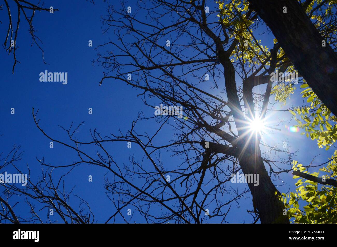 Une matinée ensoleillée avec des repas légers et des rayons de soleil de l'arbre. Banque D'Images