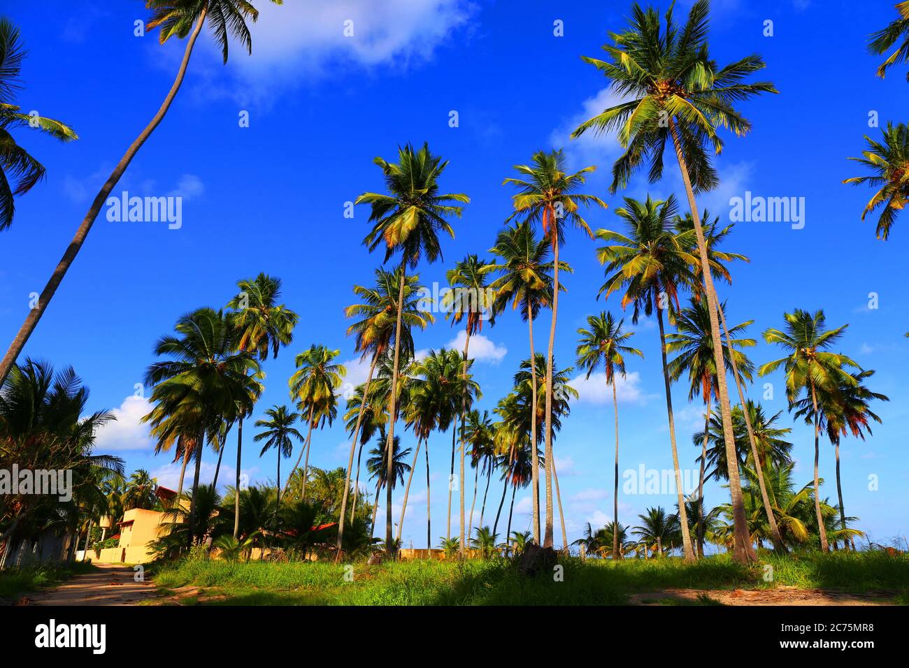 Magnifique village côtier de Maragogi, Pernambuco, Brésil Banque D'Images