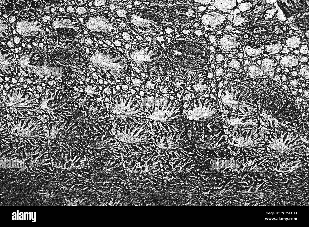 Détresse peau de crocodile grunge texture. Illustration vectorielle EPS 8. Arrière-plan noir et blanc. Illustration de Vecteur
