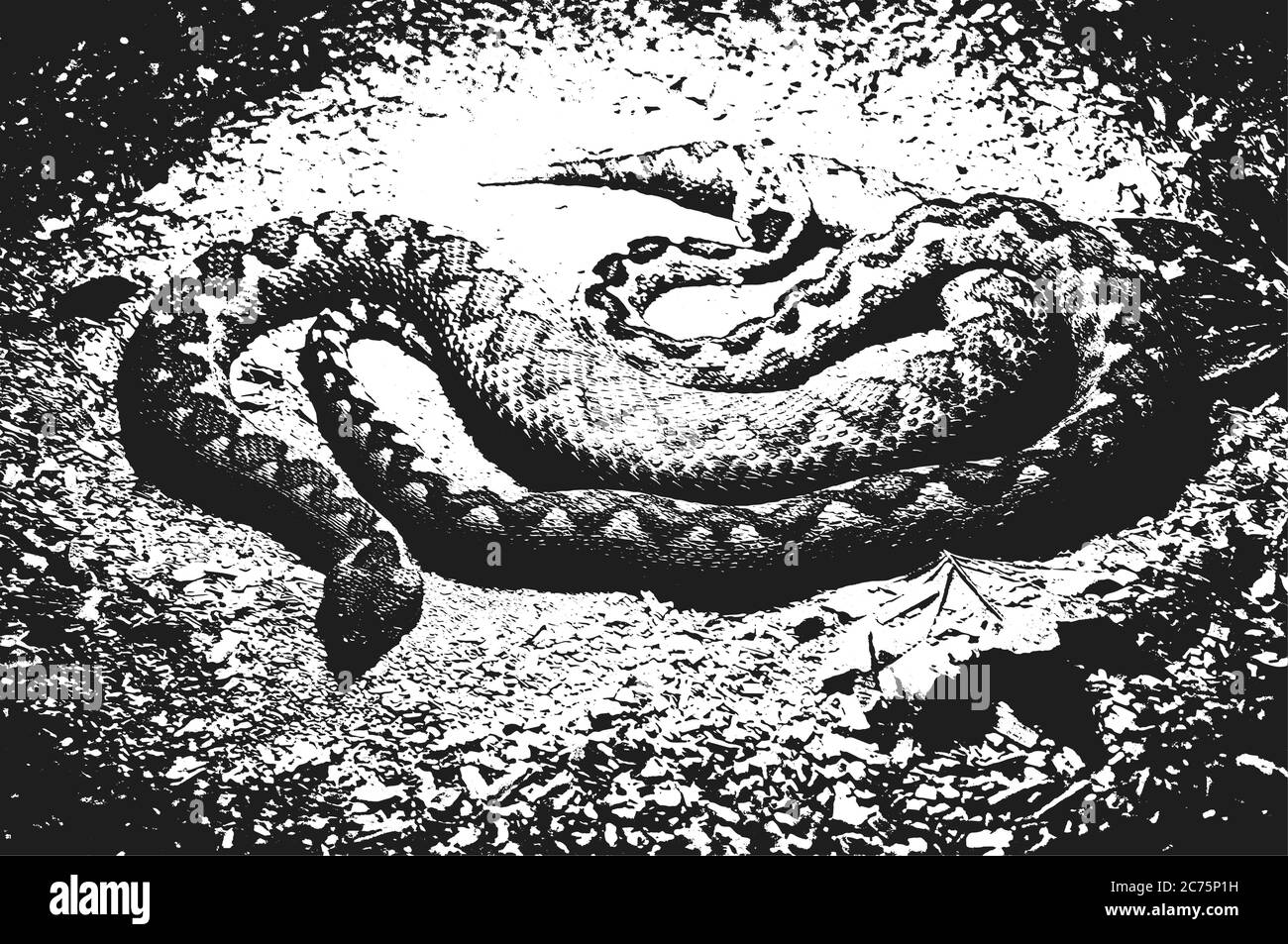 Peau de serpent de détresse texture grunge. Illustration vectorielle EPS 8. Fond noir et blanc. Illustration de Vecteur