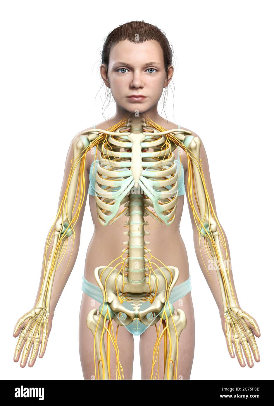 3d a rendu médicalement l'illustration précise d'un système nerveux et d'un système squelette de jeune fille Banque D'Images
