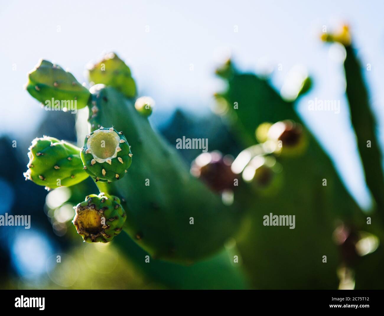 Floraison de cactus à Boquete, Panama, Amérique centrale Banque D'Images