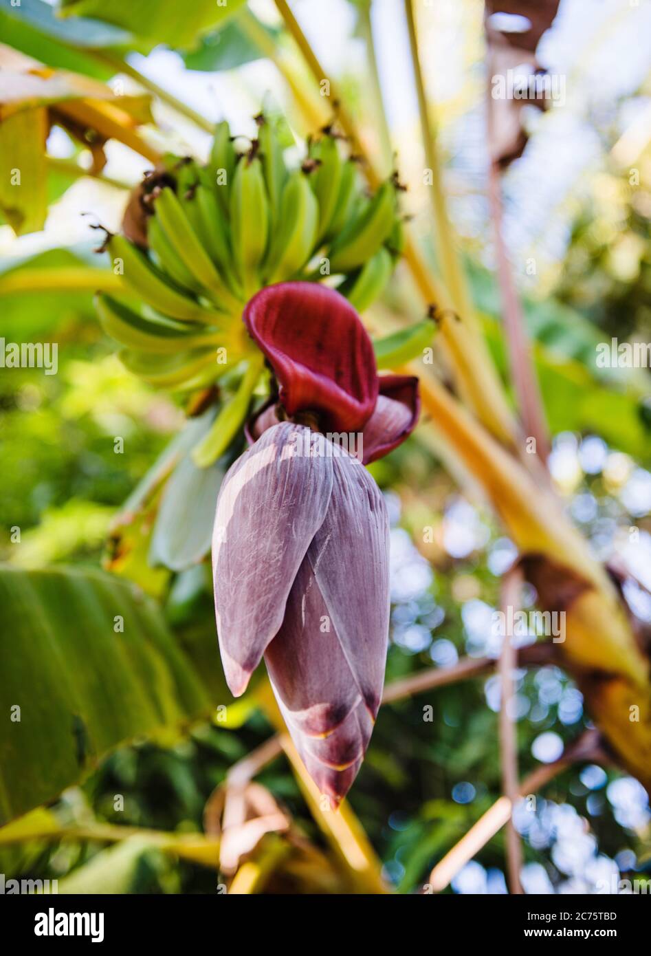 Fleur tropicale sur un bananière, Santa Catalina, Panama, Amérique centrale Banque D'Images