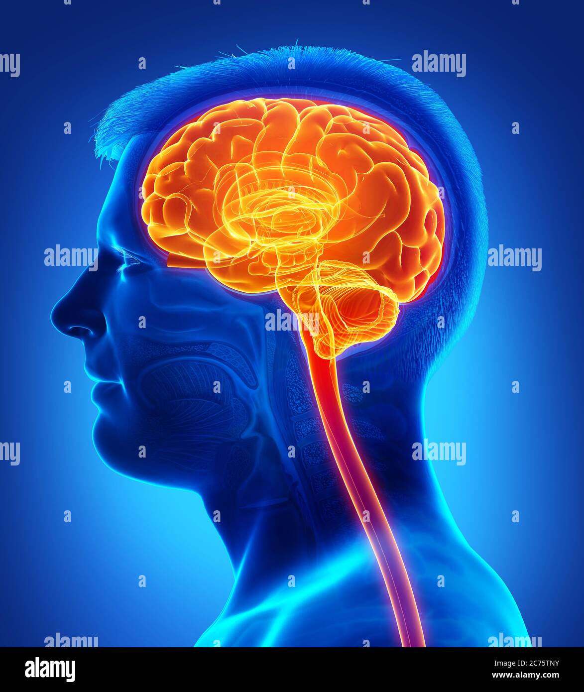 illustration médicale précise et rendue 3d d'un cerveau/mal de tête mis en évidence par un homme Banque D'Images