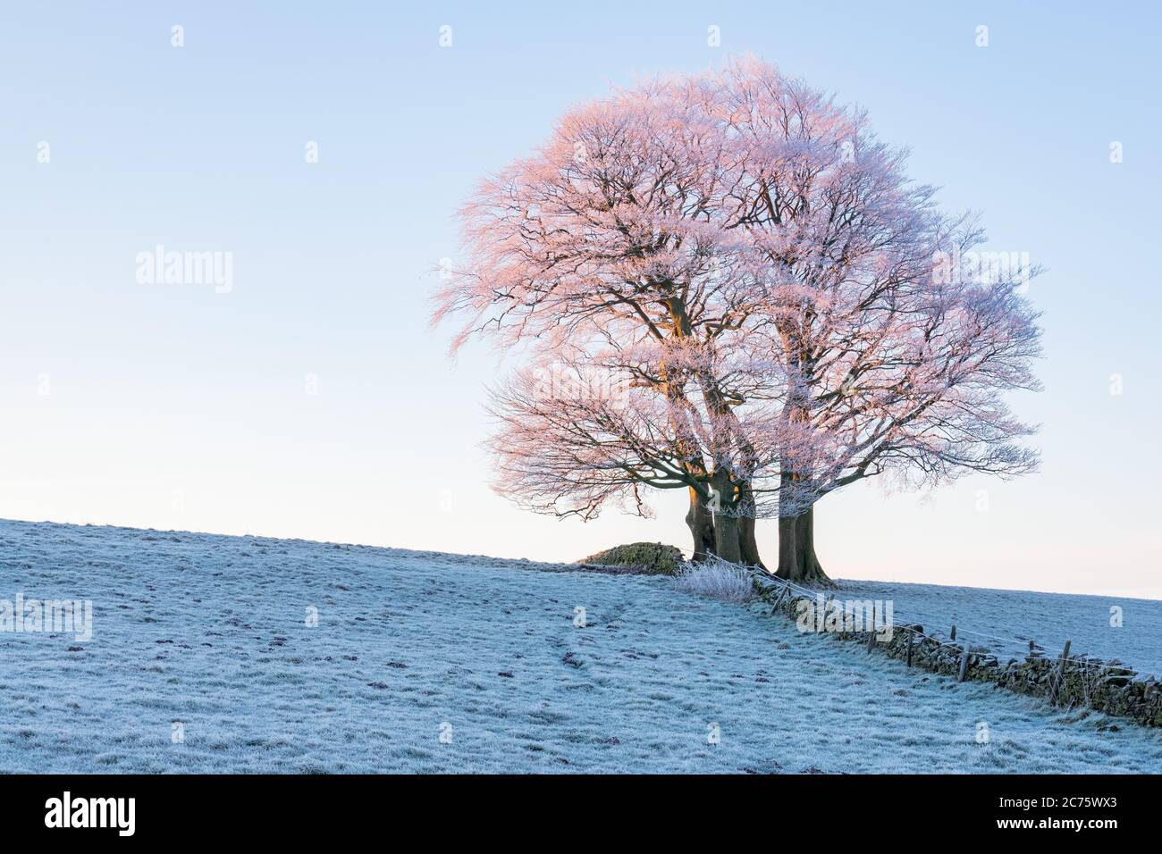 Un bosquet d'arbres au-dessus de Guiseley rose brille comme le soleil levant attrape le frosty branches, donnant l'illusion de s'épanouir sur un matin d'hiver glacial. Banque D'Images