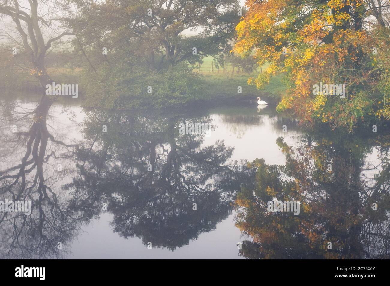Parfait reflet d'automne sur la rivière Wharfe à Otley, dans le Yorkshire, alors qu'un cygne est assis dans les murales tranquilles du côté de la rivière. Banque D'Images