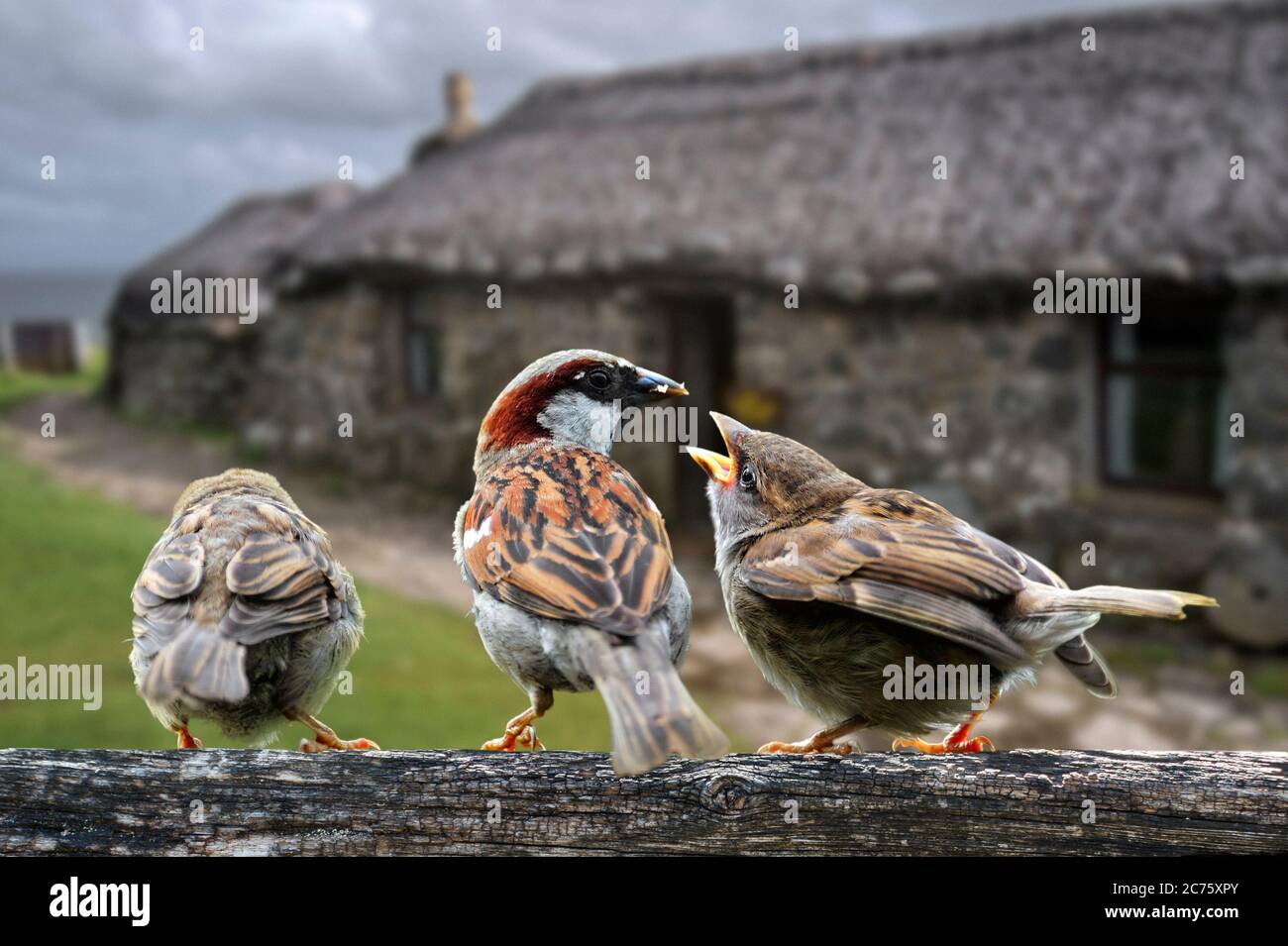 Bruant commun / Bruant de maison (Passer domesticus) mâle nourrissant des juvéniles sur la clôture de jardin, juillet. Composite numérique Banque D'Images