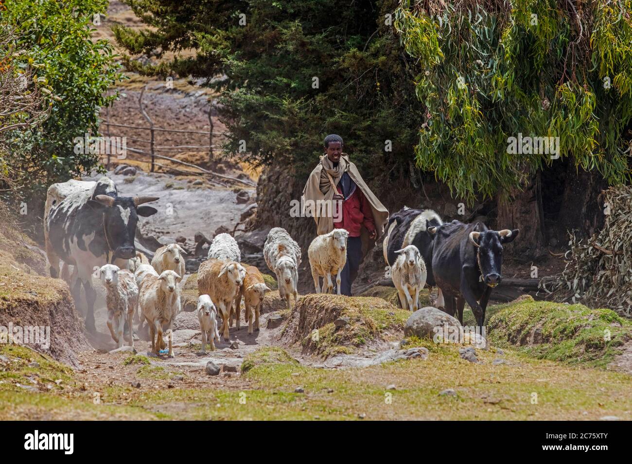 Jeune homme d'élevage noir, moutons et vaches, région de Lasa Amhara, Éthiopie, Afrique Banque D'Images