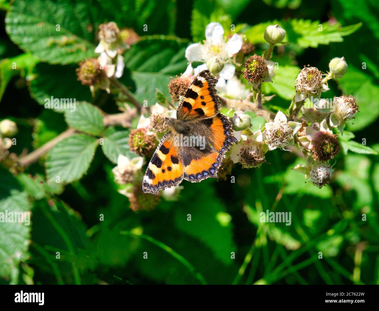 Gros plan d'un petit papillon tortoiseshell (aglais urticaire), se nourrissant de fleurs de mûres par un beau temps à Lancashire, Royaume-Uni Banque D'Images