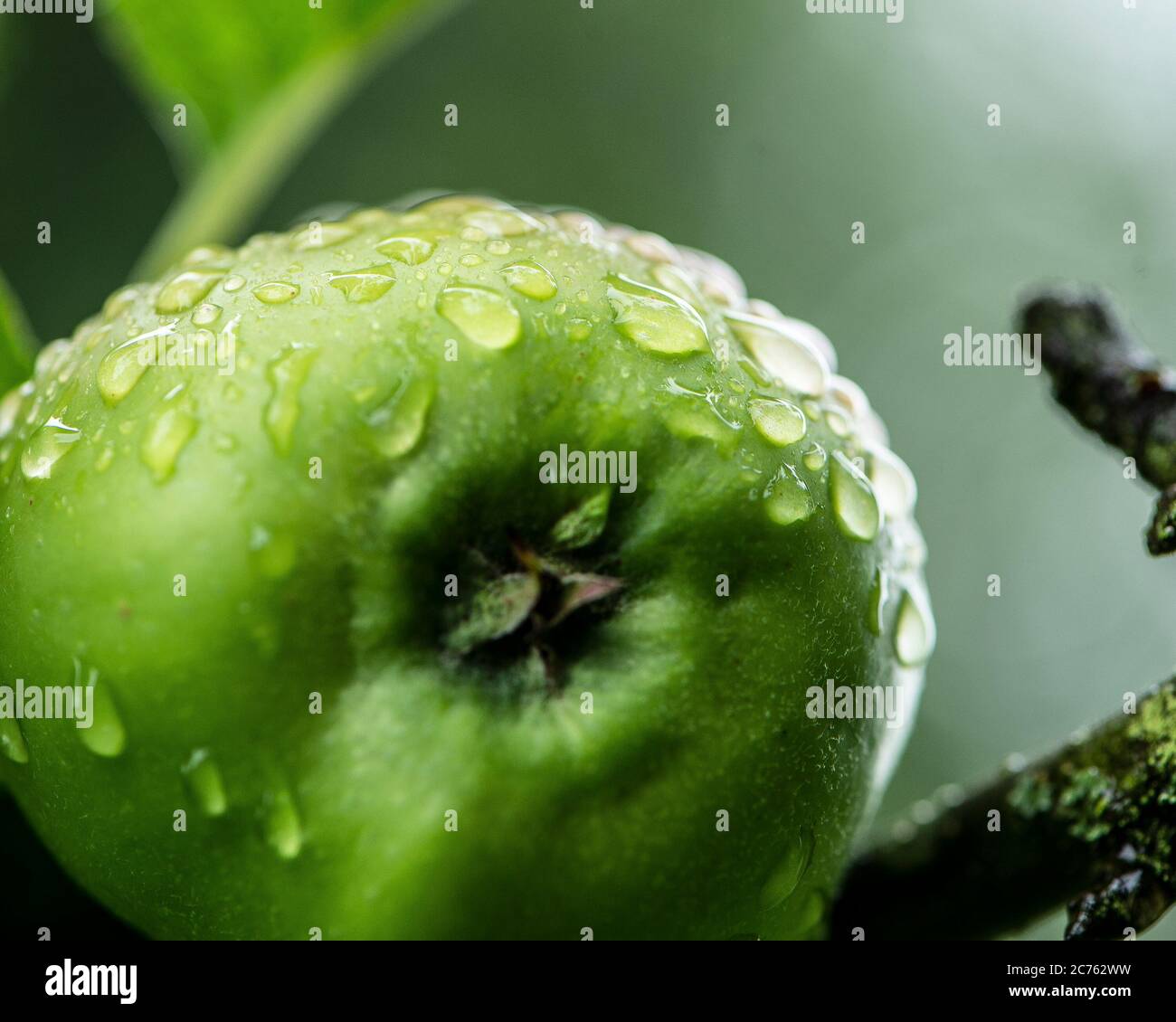 Pommes sur un arbre Banque D'Images