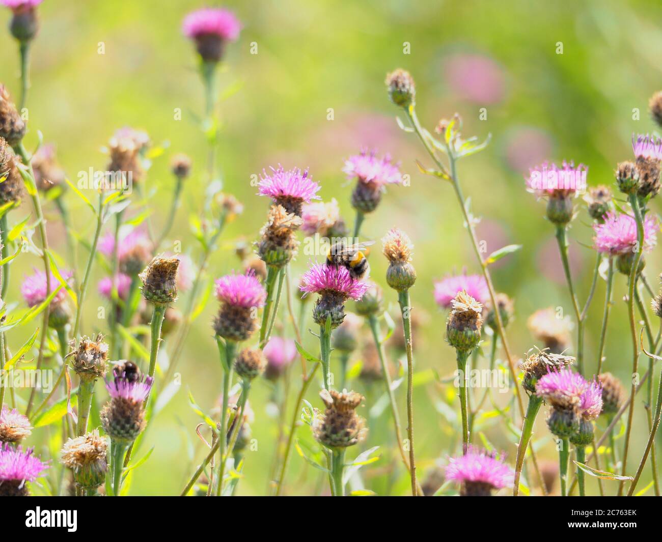 Abeille collectant du pollen provenant d'une zone de thistles sauvages, Northamptonshire, Royaume-Uni Banque D'Images