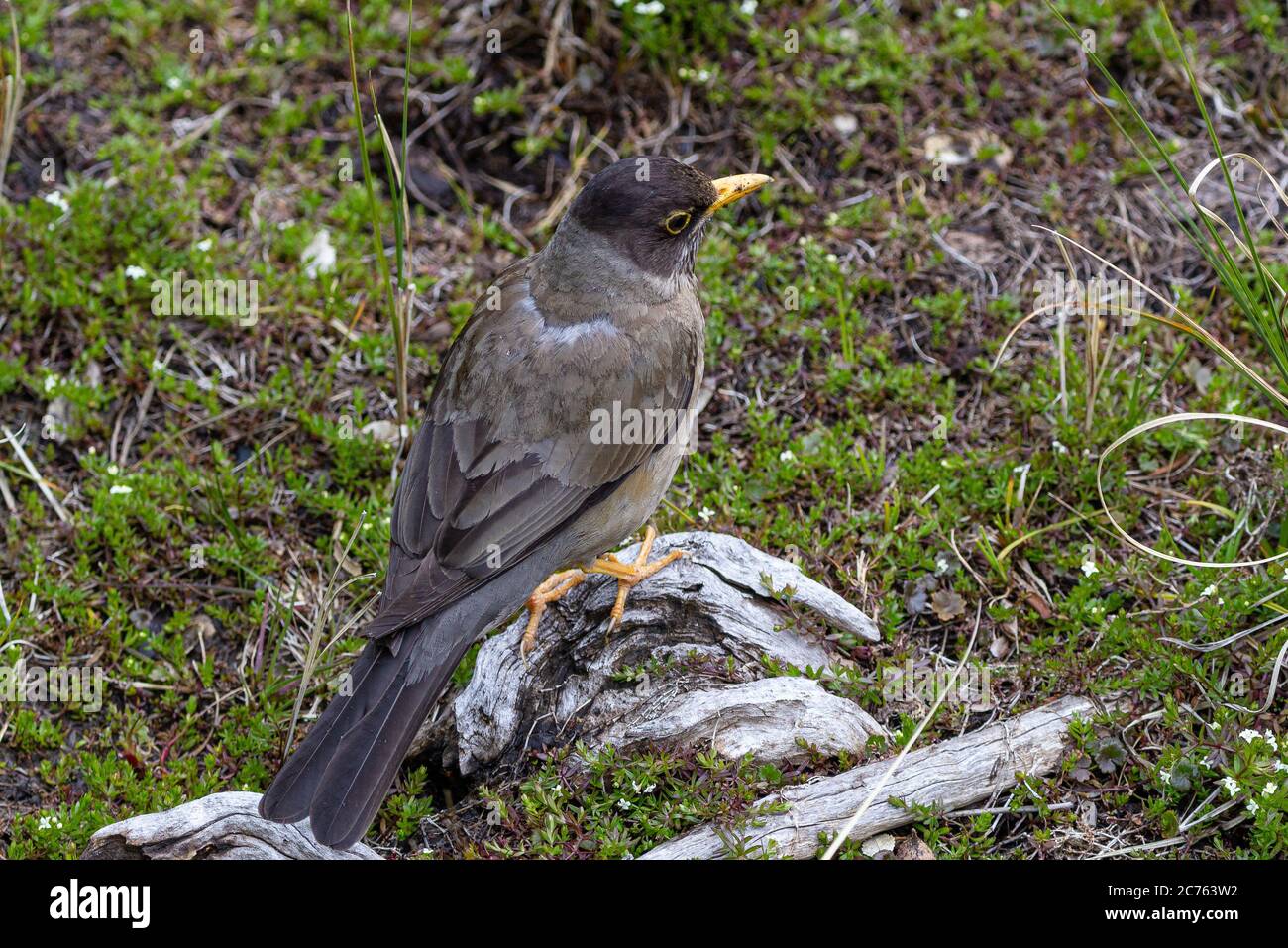 Muguet australien (Turdus falcklandii) sur une branche d'arbre- Ushuaia - Argentine Banque D'Images