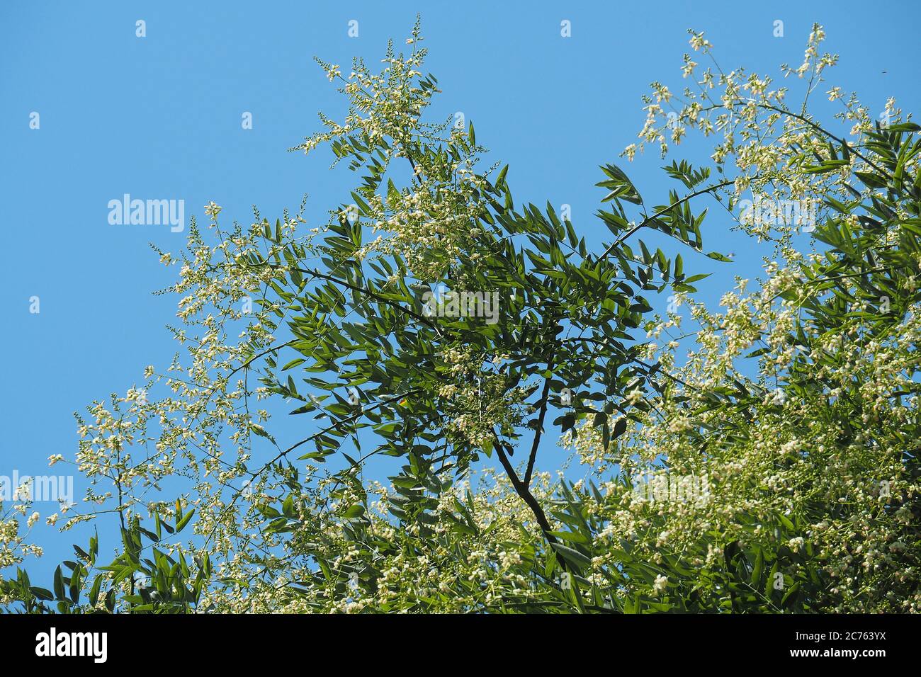 Arbre à pagode japonais, Japanischer Schnurbaum, Styphnolobium japonicum, Sophora japonica, közönséges pagodafa, japánakác Banque D'Images