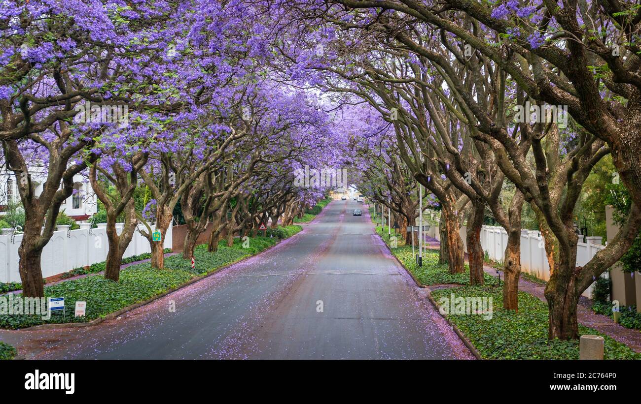 De grands arbres Jacaranda bordent la rue d'une banlieue de Johannesburg dans la lumière du soleil de l'après-midi, Afrique du Sud Banque D'Images