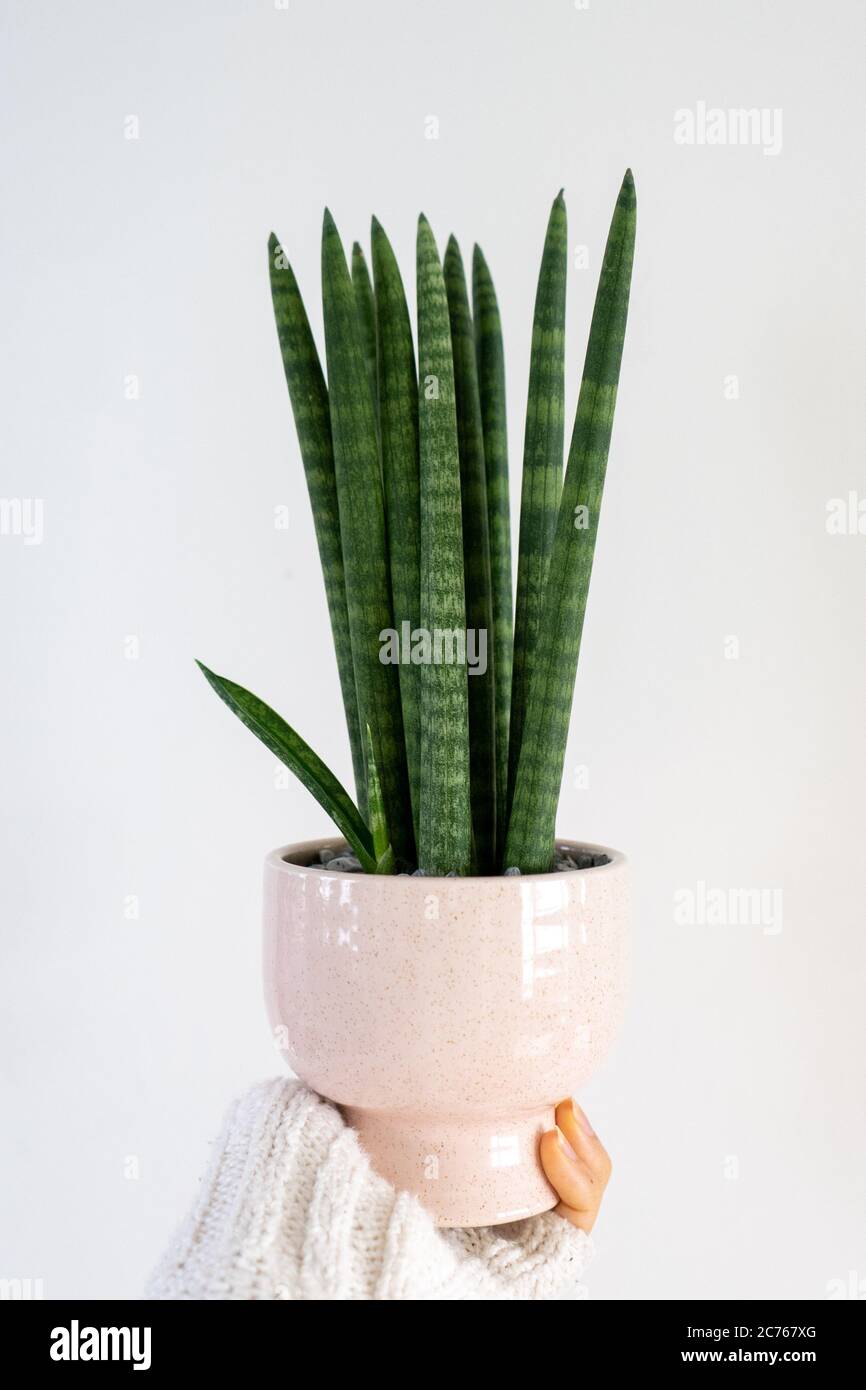Une main tenant une plante de maison de serpent cylindrique en céramique rose ronde sansevieria cylindrica. Banque D'Images
