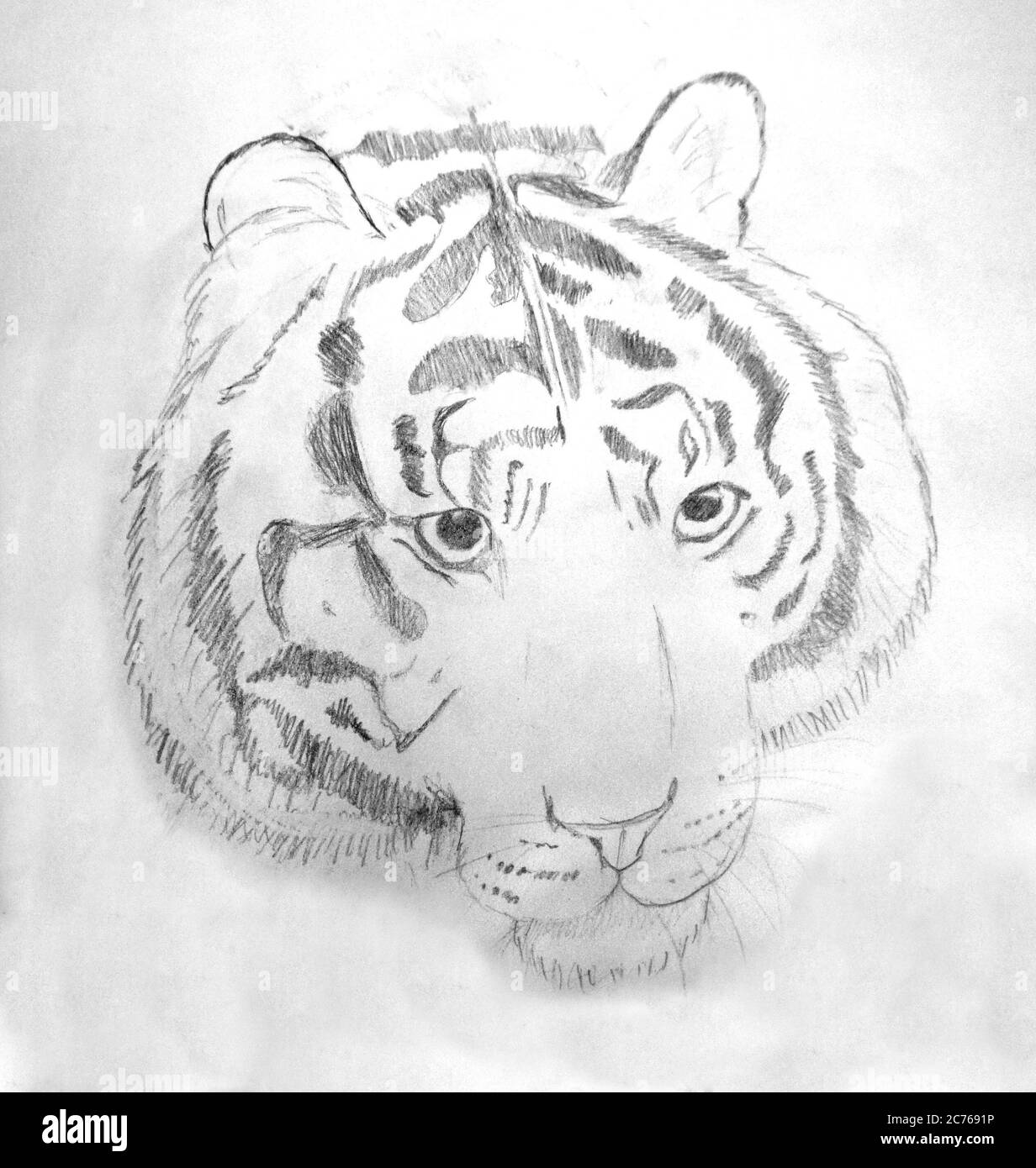 Croquis au crayon d'un tigre au zoo de Londres Banque D'Images